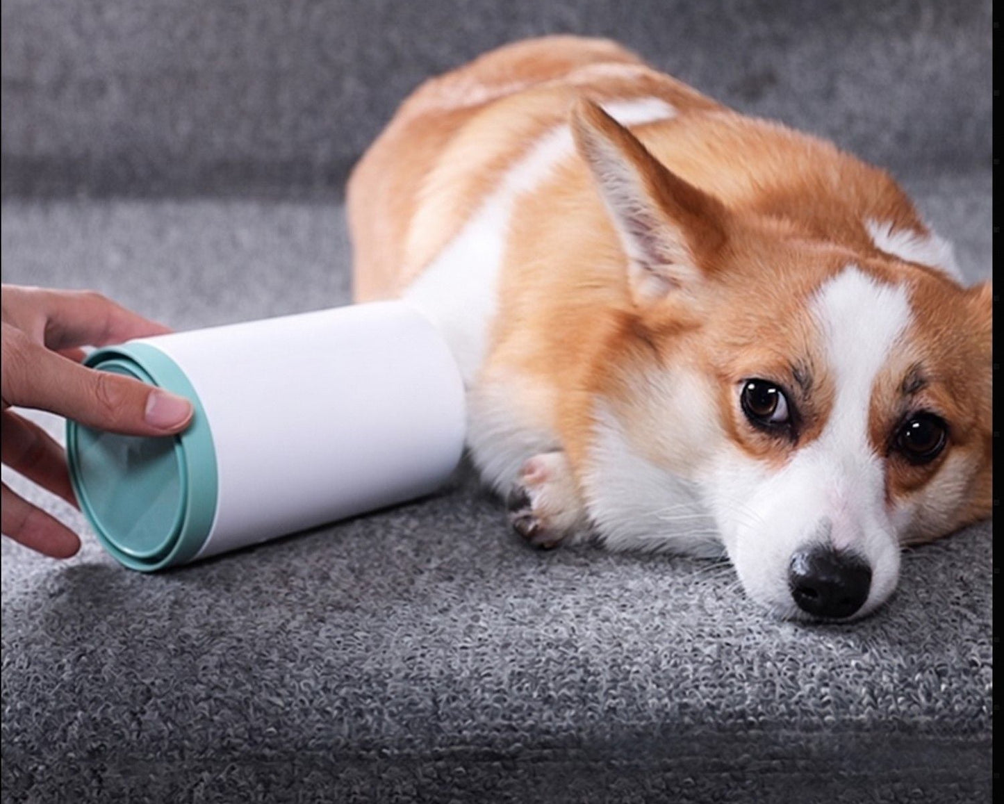 Calmora Paw Cleaner Cup